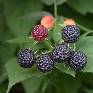 Black Raspberry Garden