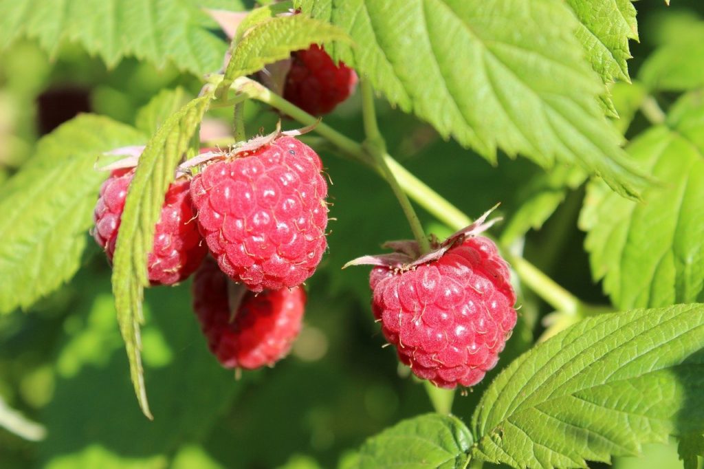 Growing Raspberries