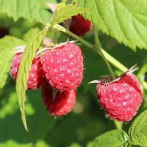 Growing Raspberries