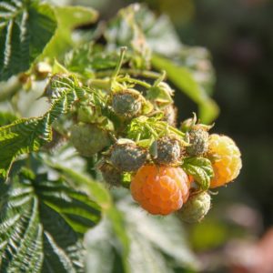 Golden Raspberry Plants