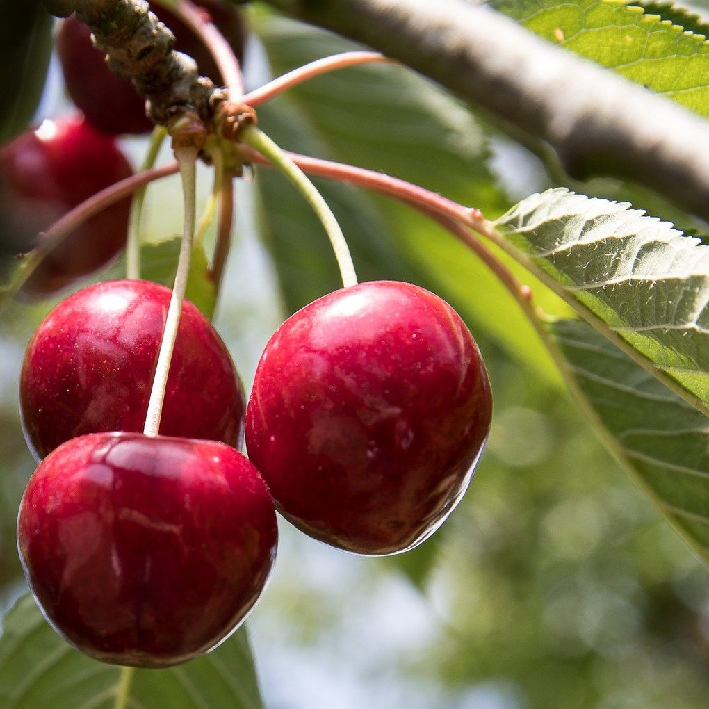 Growing Cold Hardy Sweet Cherries The Kristen Cherry Tree