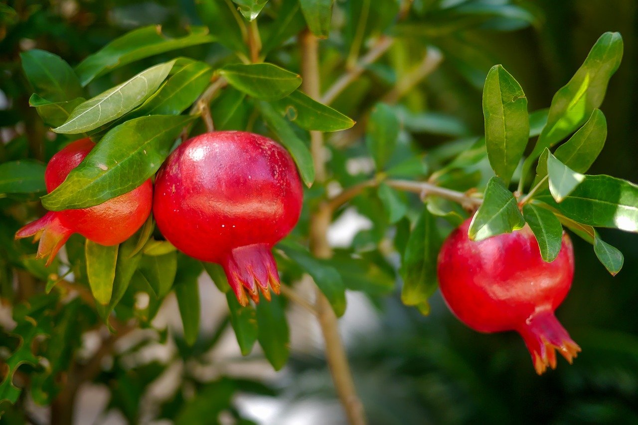 Windowsill fruit tree