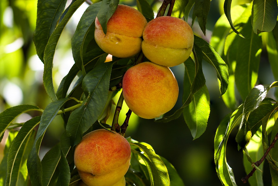 Grow Peaches In Northern Zones 3 Cold Hardy Peach Trees The Yankee Dirt