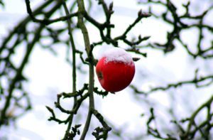 An apple tree in snow