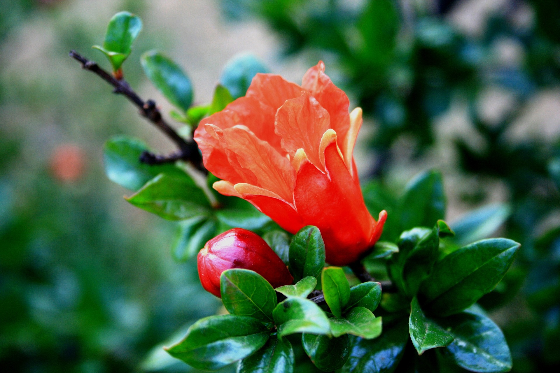 How to Pollinate Pomegranate Trees Grown Indoors in Pots